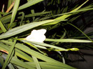 DSCN0073