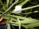 DSCN0074