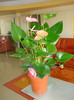 Mi-a fost mila sa-l las la florarie:))