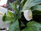DSCN0086