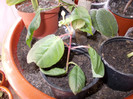 DSCN0091