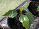 DSCN0102