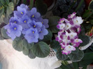 violete