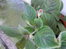 DSCN0776