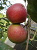 Apples_Mere Summer Red (2011, Aug.02)
