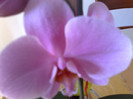 orhideea mov