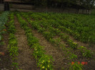 Picture 2302