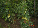 Picture 2306