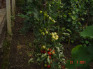Picture 2309