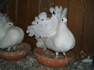 DSCF0511