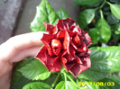 Picture 003