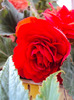 DSC02923