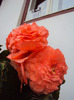 DSC02928