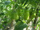 san marzano