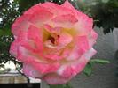 amenajare_gradina_trandafir_alb_roz
