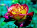 images (21)