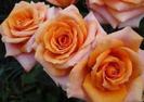 images (22)