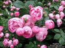 images (24)
