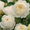 images (27)