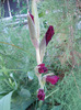 Gladiolus grandiflora Lilac (2011, July 19)