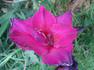 Gladiolus grandiflora Lilac (2011, July 23)