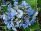 Blue Hydrangea (2011, August 02)