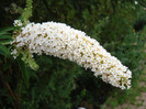 Buddleja White Profusion 23jul2011