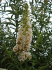 Buddleja White Profusion 23jul2011