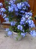 plumbago