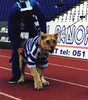 leoaica[1]