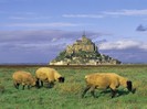 Sheep, Mont-Saint-Michel, Normandy, France