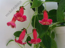 Kohleria Lucky Lucifer 24