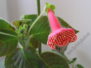 NEW - Kohleria Anneli