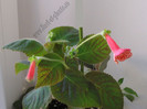 NEW - Kohleria Anneli