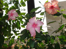 hibi dainty pink si pink shower sport