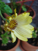 African Daisy (2011, July 01)