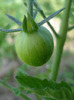 Tomato Tigerella (2011, August 02)