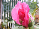 The McCartney Rose (Sweet Lady)
