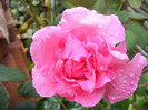 The McCartney Rose (Sweet Lady)