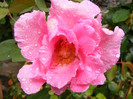 The McCartney Rose (Sweet Lady)