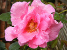 The McCartney Rose (Sweet Lady)