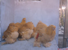 DSC01418