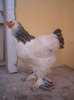 DSC01700