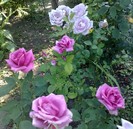 passion si sissi_ador combinatia