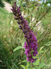 Buddleja Border Beauty (2011, Aug.04)