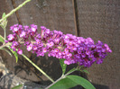 Buddleja Border Beauty (2011, Aug.04)