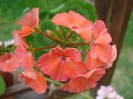 Geranium Deep Salmon (2011, Aug.04)