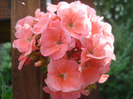 Geranium Deep Salmon (2011, Aug.04)