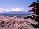 Cherry Blossoms and Mount Fuji, Japan