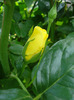 Rose Golden Showers (2011, August 04)
